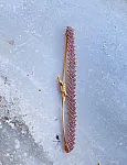 Parv Bracelet