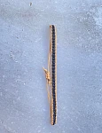Anvi Bracelet Anvi Bracelet